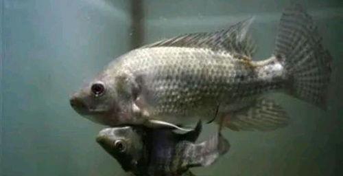 国产鱼变异咬人视频播放,国产鱼变异咬人事件，视频曝光引发全网热议