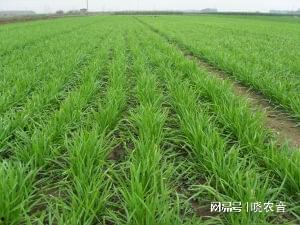 韭菜中国产地在哪里呢视频,产地揭秘之旅