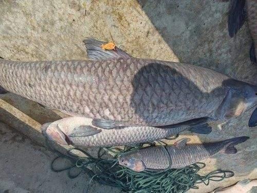 青鱼国产免费万部视频,免费万部视频，尽在掌握