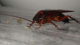 国产蟑螂改造视频,科技与生物技术的完美融合